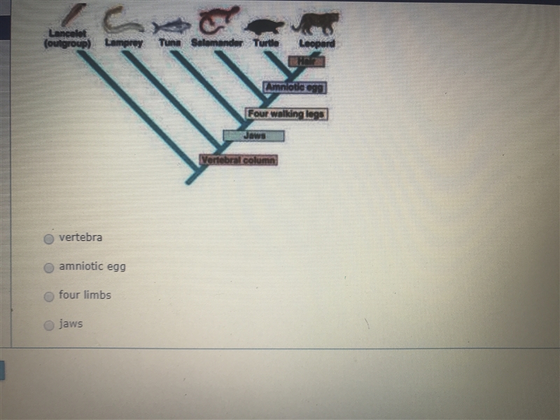 EASY QUESTION !! Review the cladogram below and Identify the characteristic that the-example-1