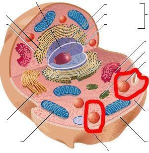 Question 9 Unsaved The job of the organelle circled is (there are several in the cell-example-1