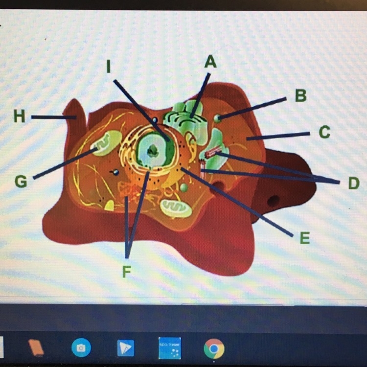 Which organelle is labeled I? a) cell membrane b) ribosome c) endoplasmic reticulum-example-1