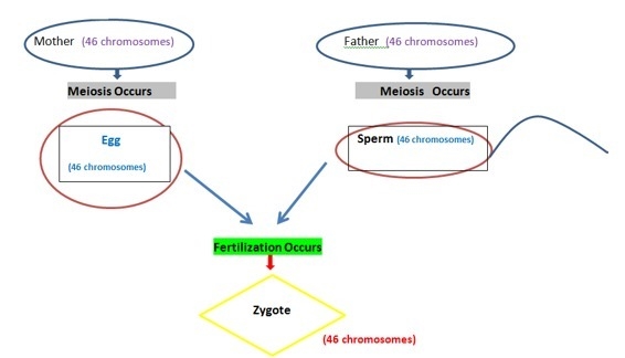 1. The diagram below INCORRECTLY shows the number of chromosomes for the individuals-example-1