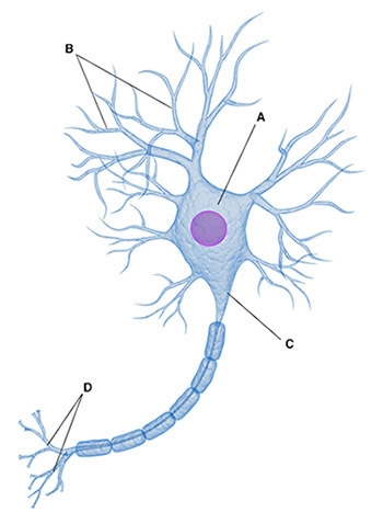 In the diagram above, what does "C" illustrate?-example-1