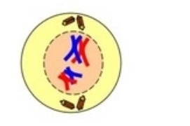 The model below represents a phase of meiosis. What stage of meiosis does the picture-example-1