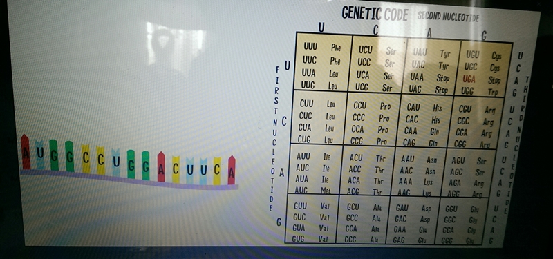 What would be the amino acid chain made from this strand of mRNA ?-example-1