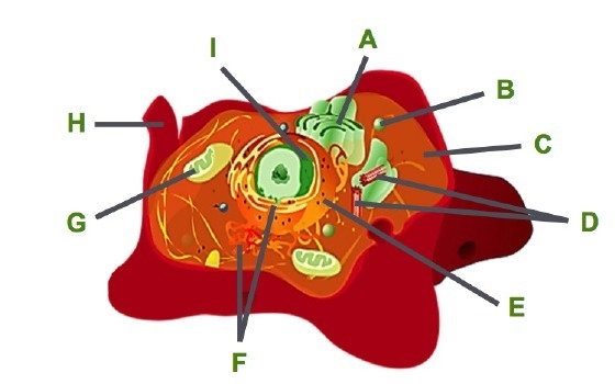 Which organelles are labeled D, and what is one feature that distinguishes them from-example-1