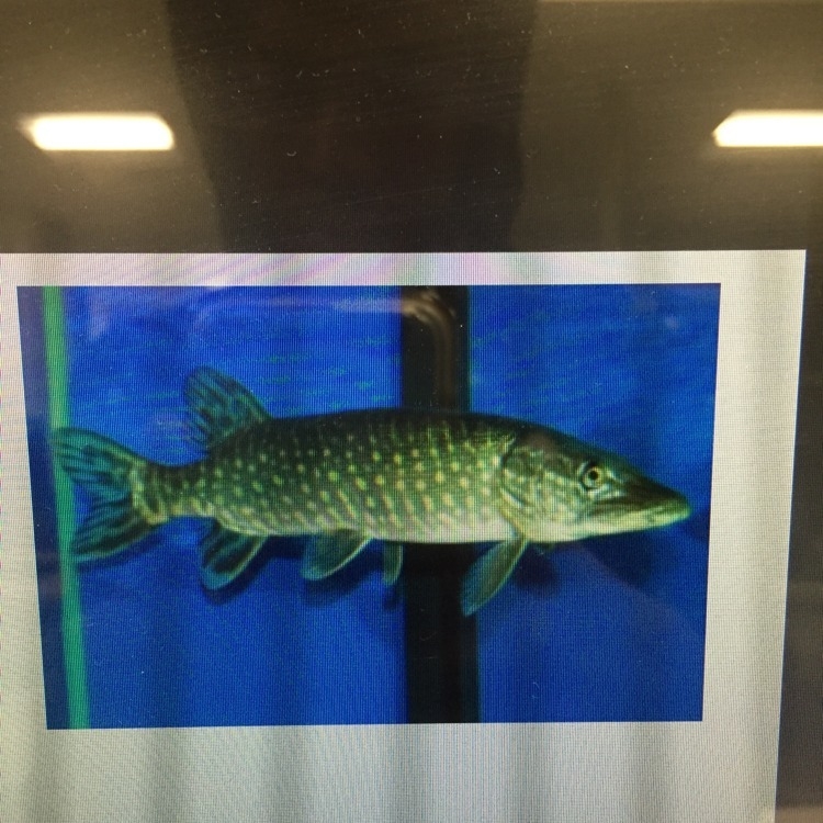 Write three observations that could help you identify this fish.-example-1