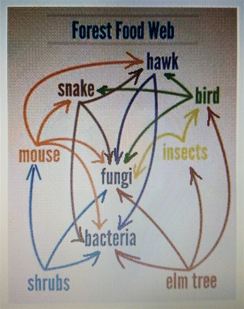 Which organism most likely has 10% of the sun's energy available for its use? A)Insects-example-1