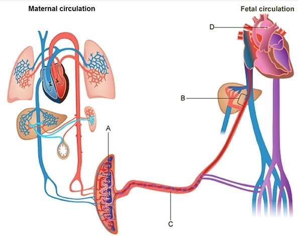 Which structures in the diagram above connects the umbilical vein with the vena cava-example-1