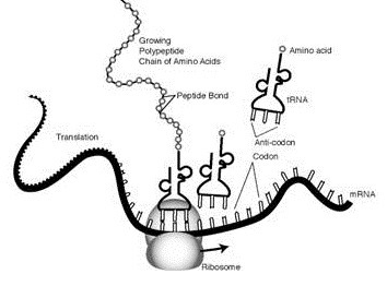 What type of biomolecule is being produced at the ribosome? Question 1 options: Carbohydrate-example-1