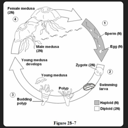 In Figure 28-7, what information indicates that meiosis takes place during the jellyfish-example-1