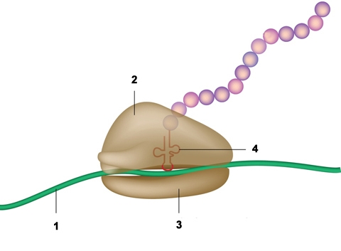 Three forms of RNA help build proteins inside cells. Select the number that corresponds-example-1