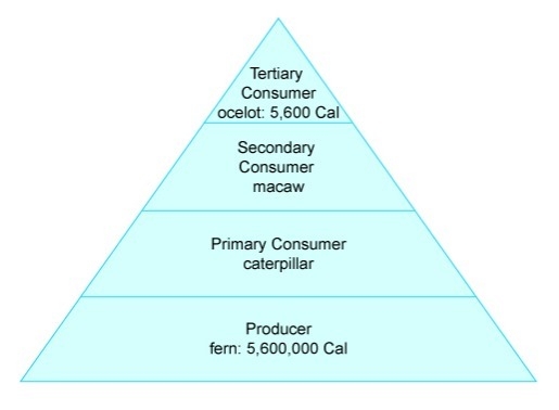 PLEASE HELP ASAP!!!! The image is an energy pyramid for a particular food chain. The-example-1