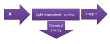 The diagram summarizes the light-dependent reactions of photosynthesis. What is the-example-1