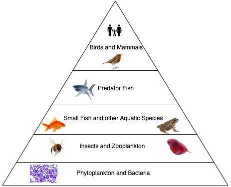 In this food pyramid, about __________ of the available energy is transferred to each-example-1