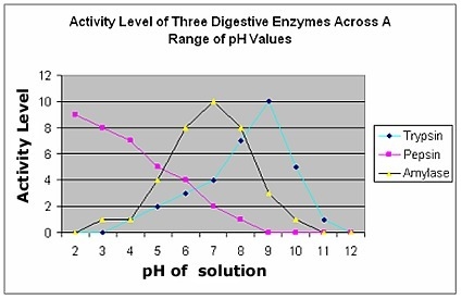 The graph illustrates the activity level of three common digestive enzymes, across-example-1