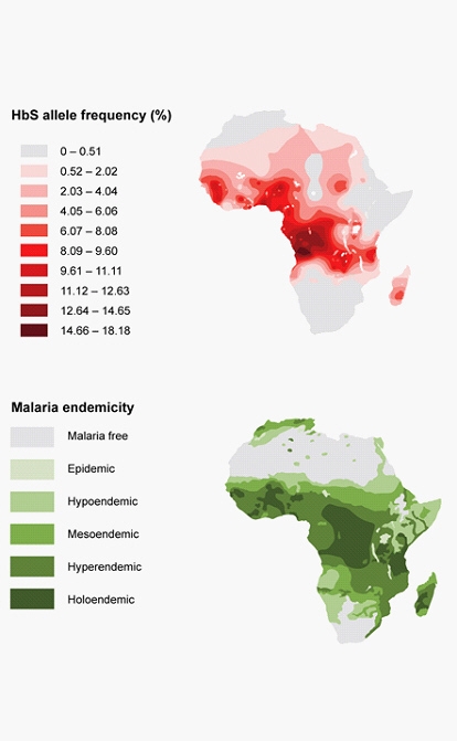 The map shows the allele frequency of sickled hemoglobin (HbS) and malaria endemicity-example-1