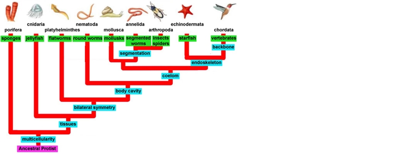 Based on the characteristics described, which category do you think humans belong-example-1