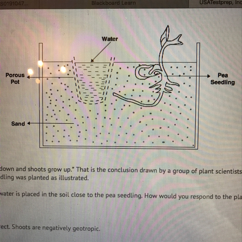 “Roots grow down and shoots grow up.” That is the conclusion drawn by a group of plant-example-1