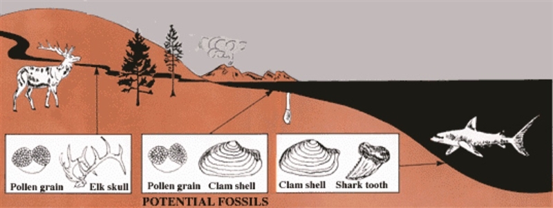 According to the fossil record found across this area of the coastal United States-example-1