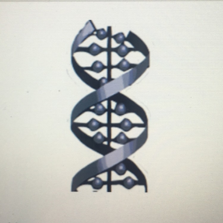 In the illustration, adenine always pair with A) alanine B) cytosine C) guanine D-example-1