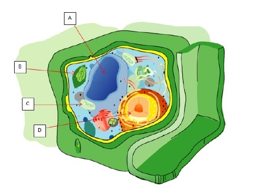 Which structure in this plant cell represents the site of ATP production from photosynthesis-example-1