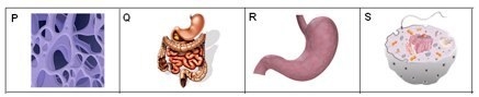 PLEASE HELP!! The boxes show parts of the body at different levels of organization-example-1