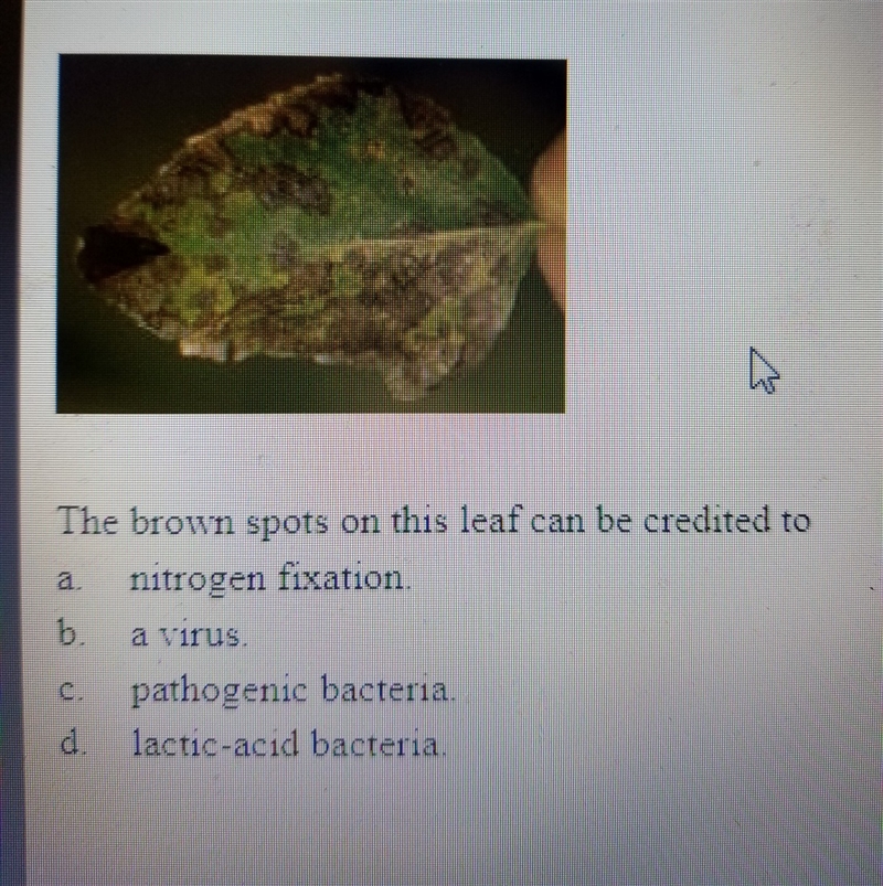 The brown spots on this leaf can be credited to a. nitrogen fixation b. a virus c-example-1