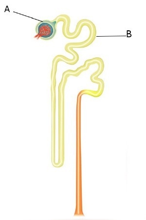 In the nephron depicted above, what will happen if part B malfunctions so that substances-example-1