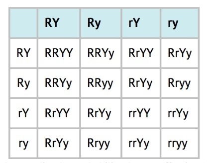 NEED HELP!!! The traits studied in the experiments involving the crossing of pea plants-example-1