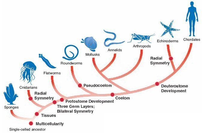 Look at the cladogram of invertebrates. Which group is more closely related to echinoderms-example-1