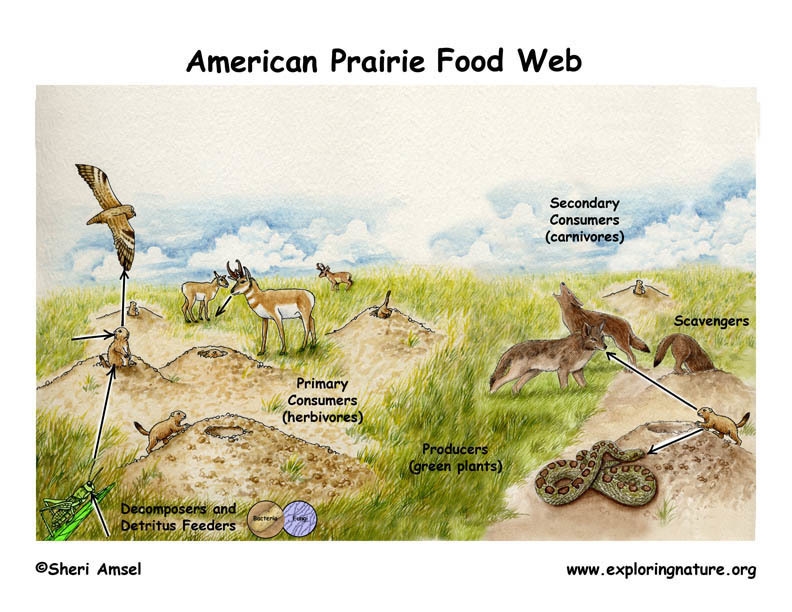 The below picture shows the food web of the American prairie. What could happen if-example-1