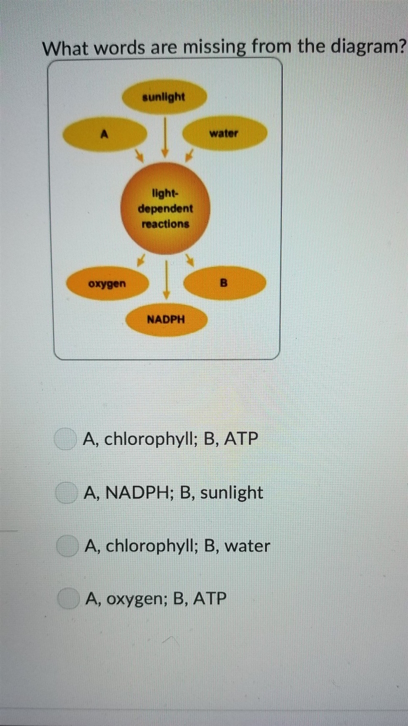 Which words are missing from the diagram 1. A) Chlorophyll B) ATP 2. A) NADPH. B) Sunlight-example-1