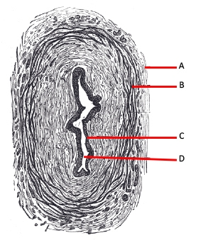 30 POINTS The micrograph above shows a cross section of a ureter. Identify tissues-example-1