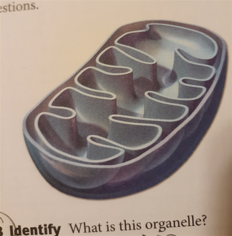 Can y'all please tell me what organelle this is-example-1