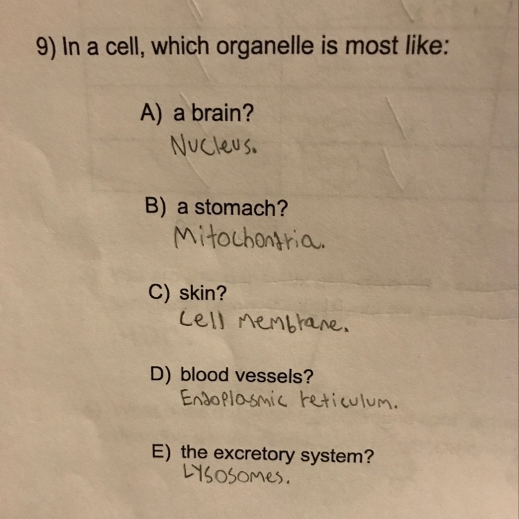 (PLEASE HELP, PLENTY OF POINTS) Had to compare organelles to our bodies. Does it look-example-1