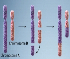 Which disorder is created as a result of the final chromosomal change that is shown-example-1