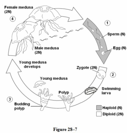 In figure 28-7, what information indicates that meiosis takes place during the jellyfish-example-1