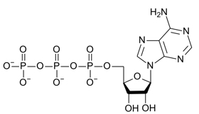 98 POINTS PLEASE HELP The structure of adenosine triphosphate (ATP) is shown here-example-1