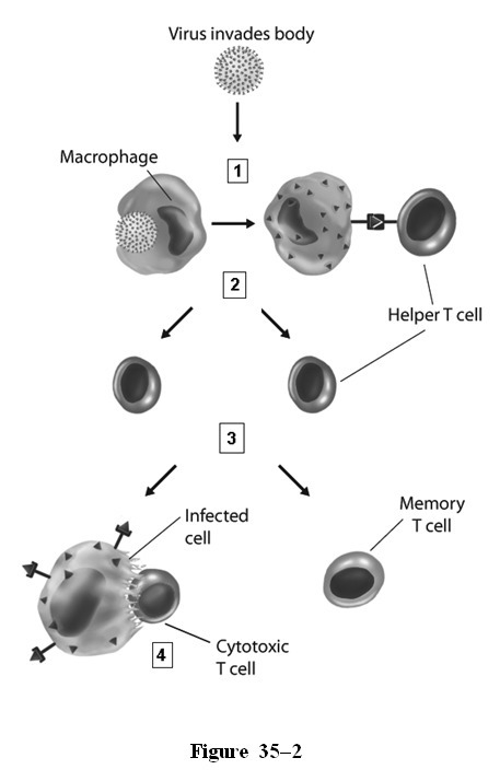 What type of immune response is shown in Figure 35–2? nonspecific response humoral-example-1