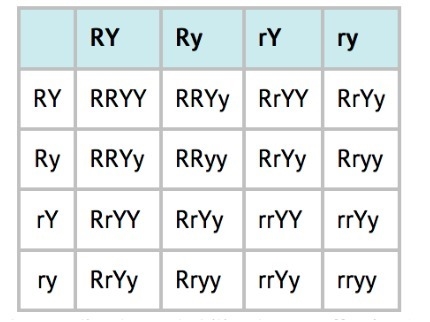 The traits studied in the experiments involving the crossing of pea plants are seed-example-1