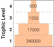 Which number in the diagram represent the mangroves and algae in a mangrove swamp-example-1