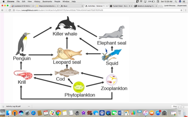 The diagram shows an ocean food web. Which organism is a primary consumer? A.krill-example-1