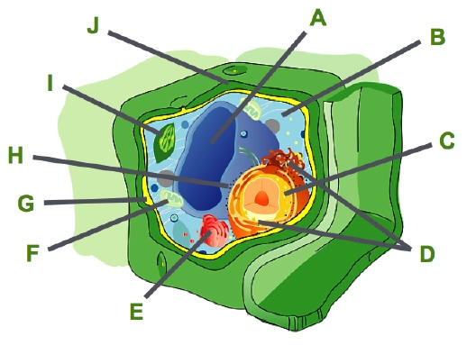 Consider this plant cell. Which organelle is labeled A? nucleus vacuole ribosome mitochondrion-example-1