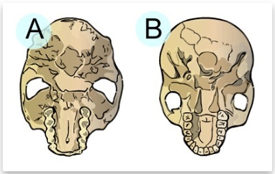 Which statement is most likely to be true, based on the drawings below? Two skulls-example-1