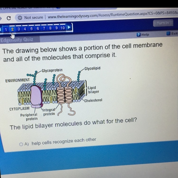 The lipid bilayer molecules do what for the cell ? A. Help cells recognize each other-example-1