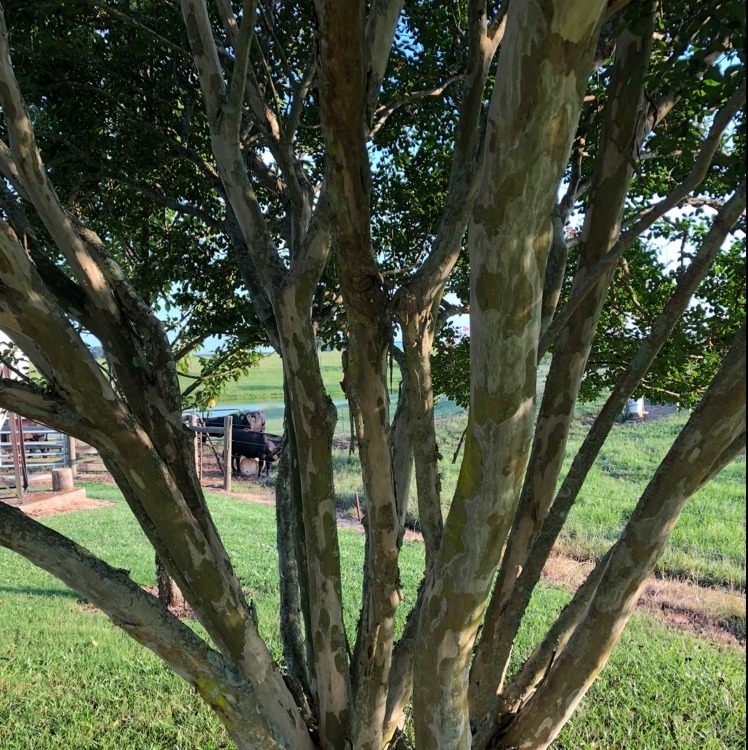 So I was working under this tree and it was a no clouds to be seen kind of day. But-example-1