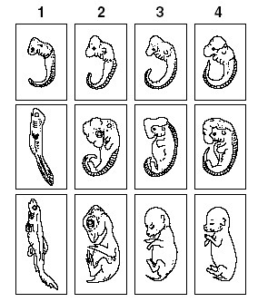 The diagram shows the embryo development of four vertebrates and suggests all of the-example-1