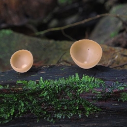 Identify the fungus type pictured below.-example-1