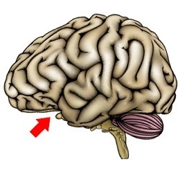 The arrow is pointing to which part of the brain? A. cerebrum B. cerebellum C. brain-example-1