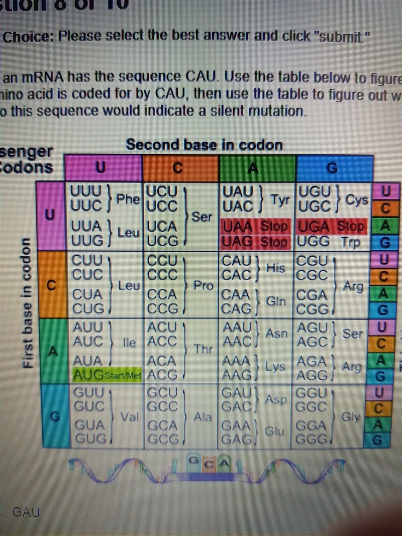 a part of mRNA has the sequence CAU. Use the table below to figure it out which amino-example-1