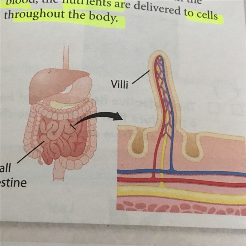 PLEASE HELP!!!!!! Notice that the oxygen-poor blood (blue) and the oxygen-rich blood-example-1